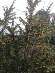 Berberis microphylla