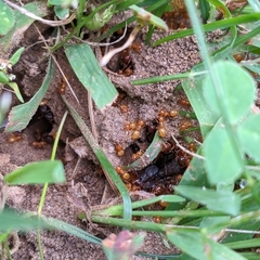 Acanthomyops