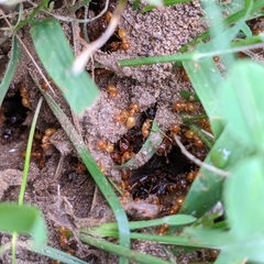 Acanthomyops