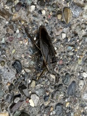 Lethocerus americanus