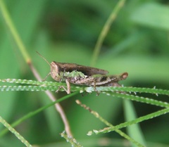 Pseudoxya diminuta