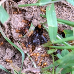 Acanthomyops