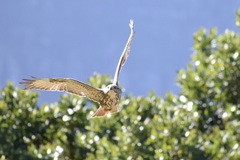 Buteo trizonatus