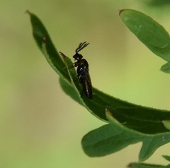 Schizocerella pilicornis