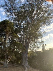 Eucalyptus globulus