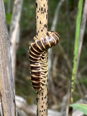 Apheloriini