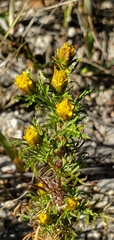 Dyssodia papposa