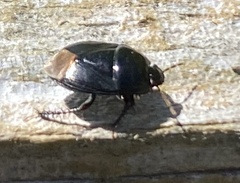 Pangaeus bilineatus