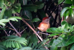 Thamnophilus doliatus