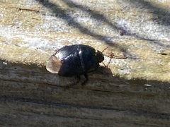 Pangaeus bilineatus