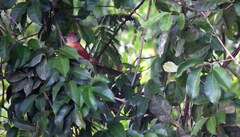 Thamnophilus doliatus