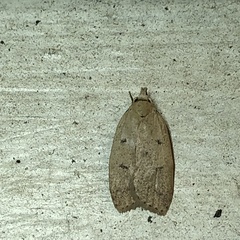 Machimia tentoriferella