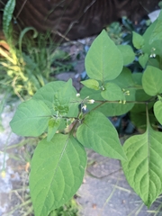 Solanum americanum