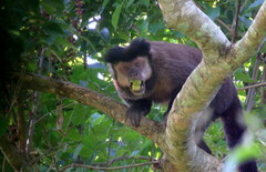 Sapajus nigritus