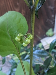 Solanum americanum