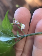 Solanum americanum