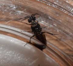 Schizocerella pilicornis