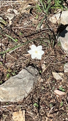 Zephyranthes drummondii