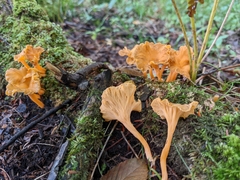 Craterellus lutescens