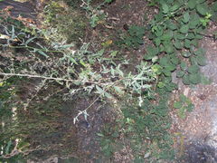 Atriplex oblongifolia