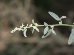 Atriplex oblongifolia