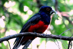 Trogon surrucura