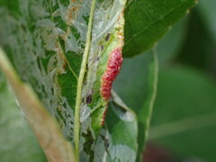 Thecabius populimonilis