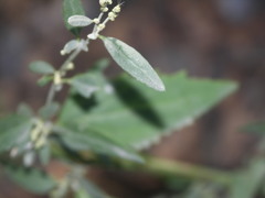Atriplex oblongifolia