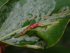 Thecabius populimonilis