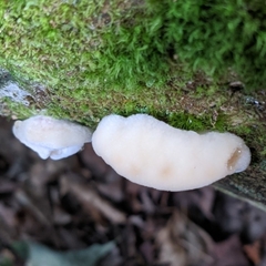 Fuscopostia fragilis