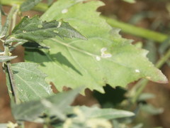Atriplex oblongifolia