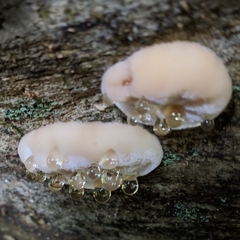 Fuscopostia fragilis