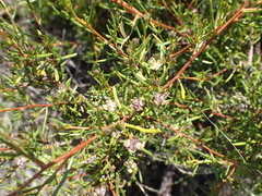 Dodonaea pinifolia
