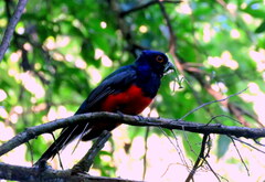 Trogon surrucura