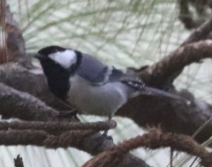 Parus cinereus