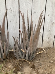 Asparagales