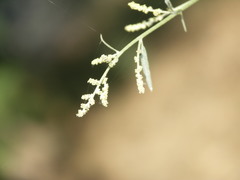Atriplex oblongifolia
