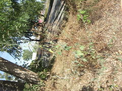 Atriplex oblongifolia