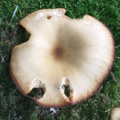 Tricholomopsis decora