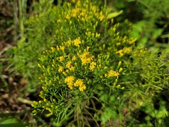 Euthamia caroliniana