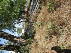 Atriplex oblongifolia