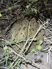 Anaxyrus boreas halophilus
