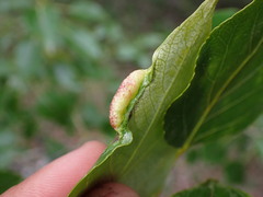 Thecabius populimonilis