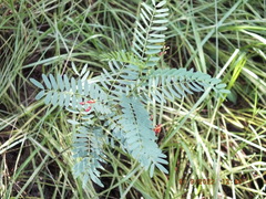 Sesbania vesicaria