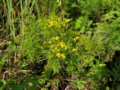 Euthamia caroliniana