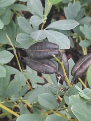 Baptisia australis