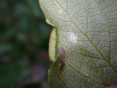 Thecabius populimonilis