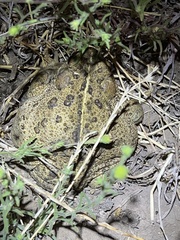 Anaxyrus boreas halophilus