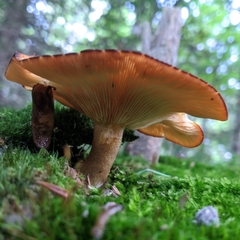 Tricholomopsis decora