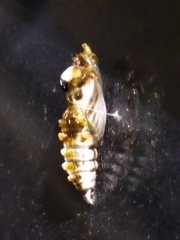 Catasticta teutila